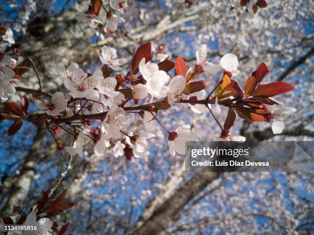 spring blossoms - calle principal calle 個照片及圖片檔