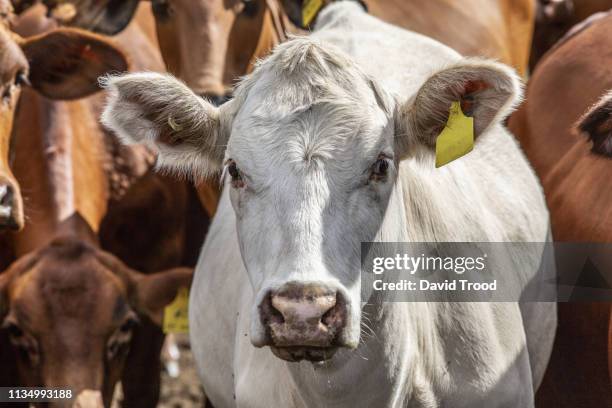 portrait of white cow - beef cattle stock pictures, royalty-free photos & images