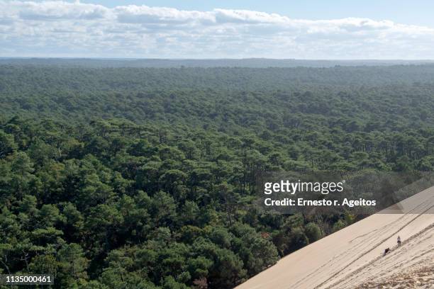 two tourist climb the dune of pylat, france, with landes forest at background - les landes stock pictures, royalty-free photos & images