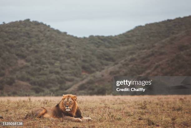 wildlife in safari - kruger-national-park stockfoto's en -beelden