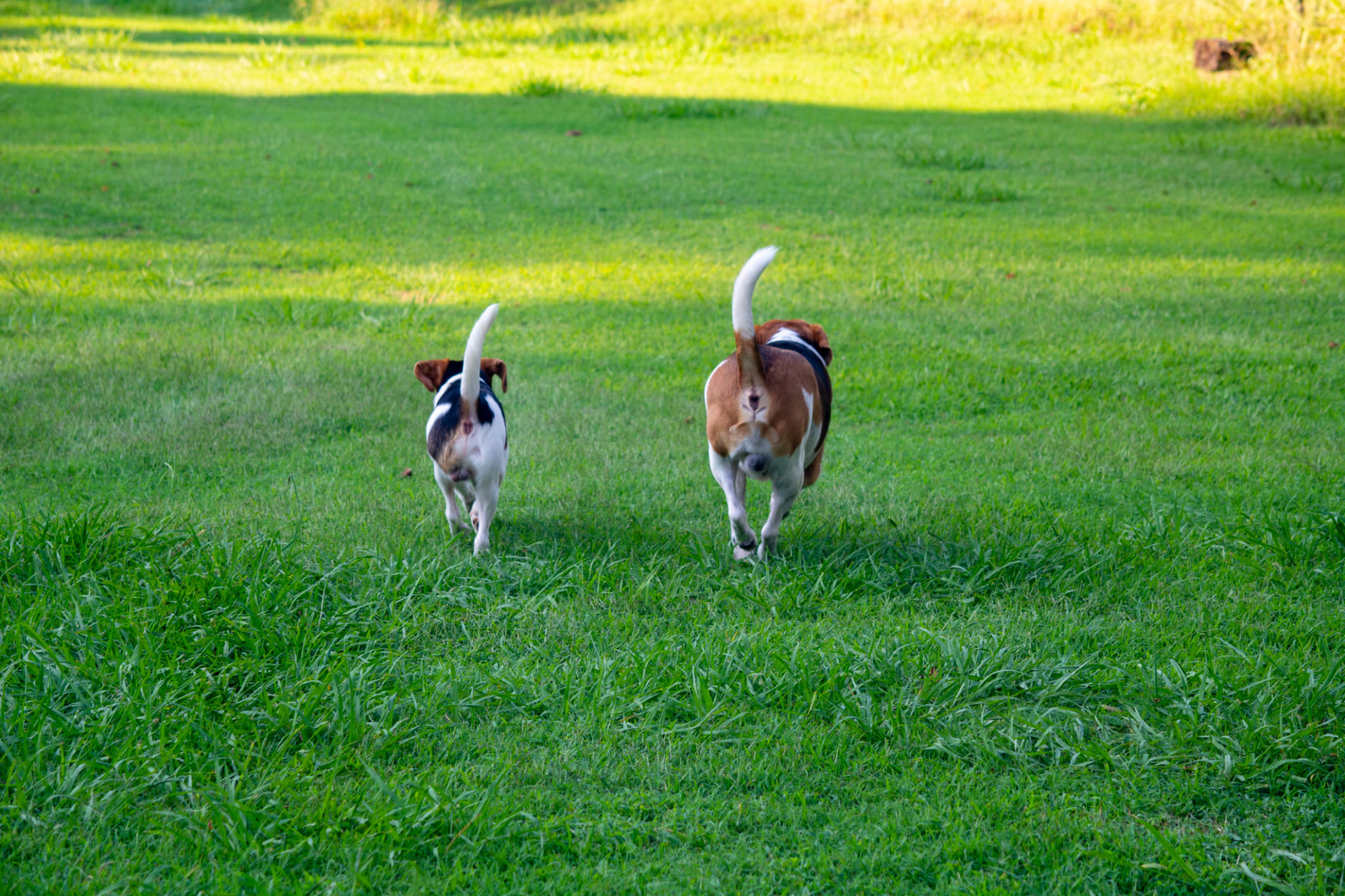 dog walker evaluation