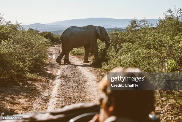 fahren in safari - kruger national park stock-fotos und bilder
