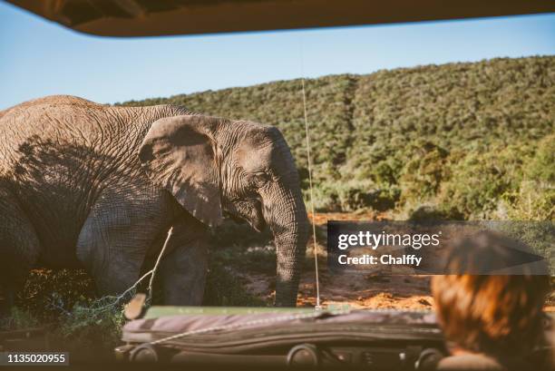 rijden in safari - kruger national park stockfoto's en -beelden