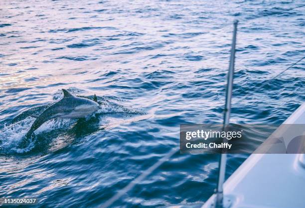 zeilen in kaapstad - dolphin stockfoto's en -beelden