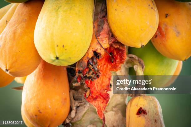 Pineapple Field Rotten 16 Rotten Pineapple Stock Photos, High-Res Pictures, and Images - Getty ...
