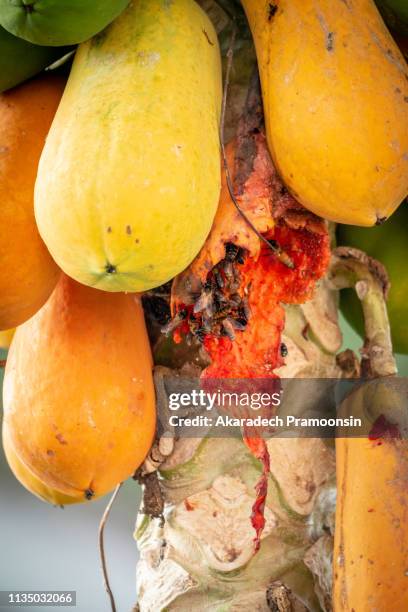 Pineapple Field Rotten 16 Rotten Pineapple Stock Photos, High-Res Pictures, and Images - Getty ...