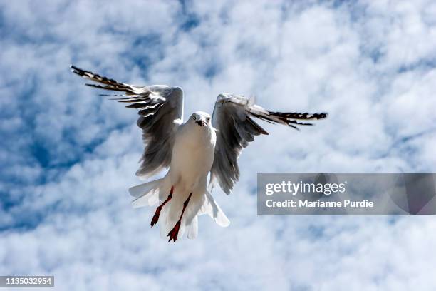 seagull in flight - seagull icon stock pictures, royalty-free photos & images