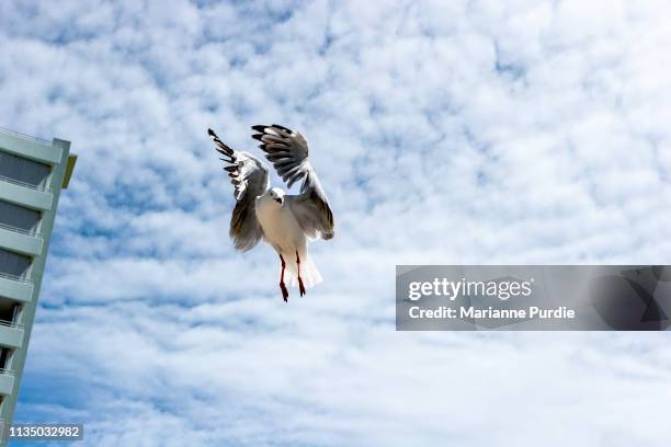 seagull in flight - seagull icon stock pictures, royalty-free photos & images