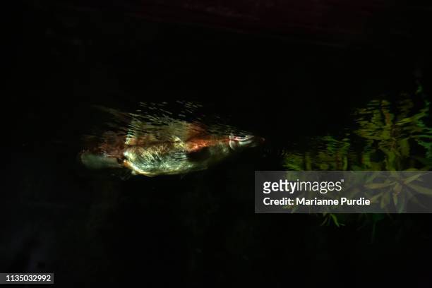 platypus photographed from below - platypus stock pictures, royalty-free photos & images