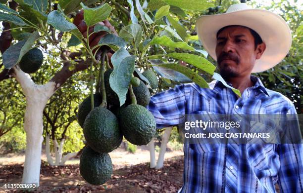 Farmer works at an avocado plantation in El Carmen ranch in the community of Tochimilco, Puebla State, Mexico, on April 5, 2019. US President Donald...