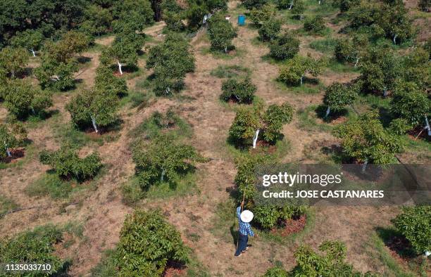 Aerial view of an avocado plantation at El Carmen ranch in the community of Tochimilco, Puebla State, Mexico, on April 5, 2019. US President Donald...