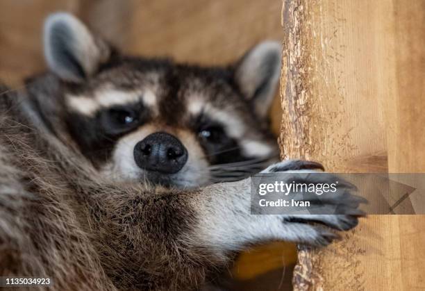 cute raccoon lays in wooden box - raccoon stock-fotos und bilder