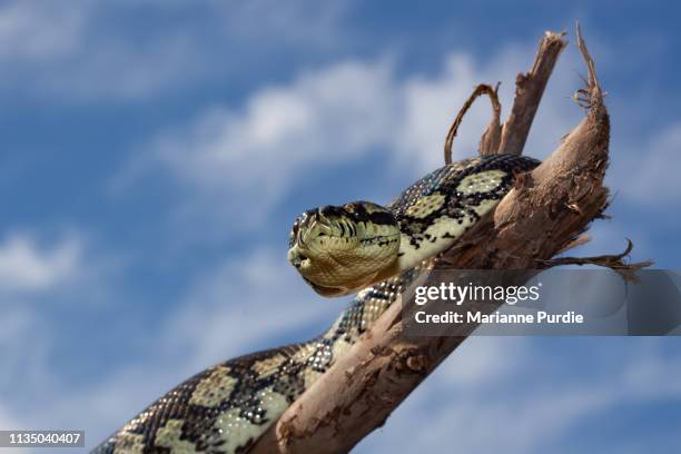 Diamond Python Photography Diamond Python Photos and Premium High Res Pictures - Getty Images