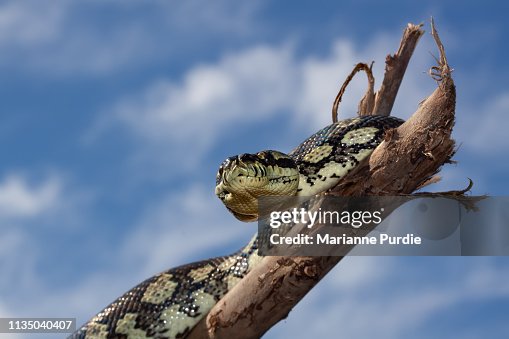 Diamond python Diamond python