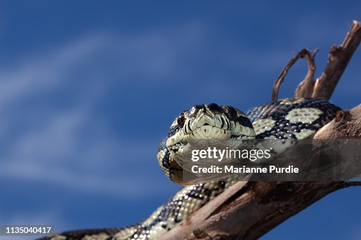 Diamond python Diamond python