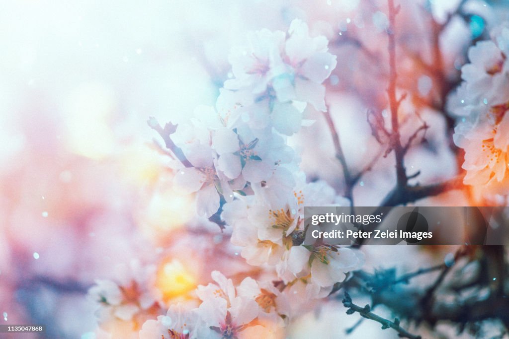Cherry blossom in the spring