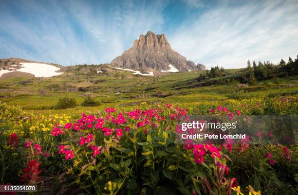 flowers and mountain, glacier national park - glacier national park foto e immagini stock