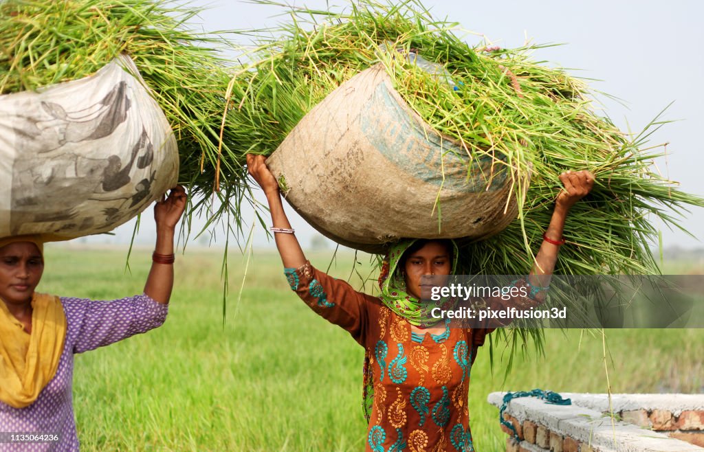 Women carrying grass bundle on the head