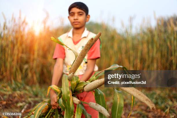 agricoltore che raccoglie miglio di perla all'aperto sul campo - miglio foto e immagini stock