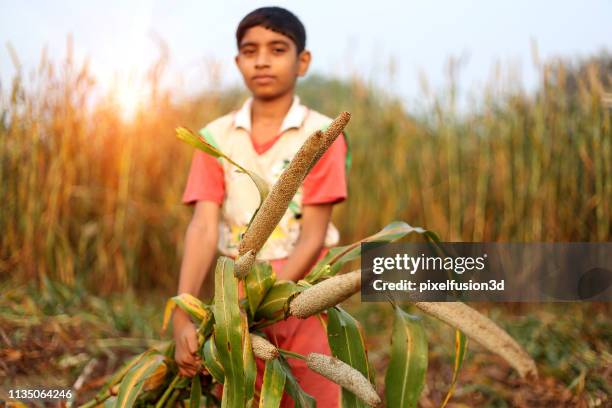 farmer harvesting pearl millet outdoor in the field - millet stock pictures, royalty-free photos & images