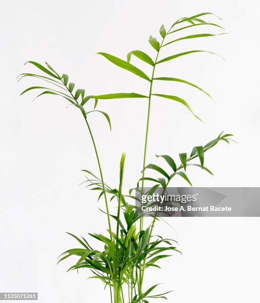 close-up of areca (chrysalidocarpus lutescens), arecaceae in a flowerpot on a white background cut-out. - plants fotografías e imágenes de stock