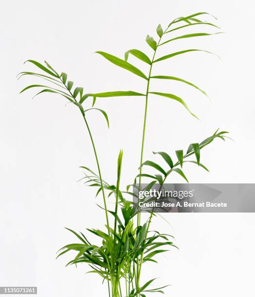 close-up of areca (chrysalidocarpus lutescens), arecaceae in a flowerpot on a white background cut-out. - plante verte photos et images de collection