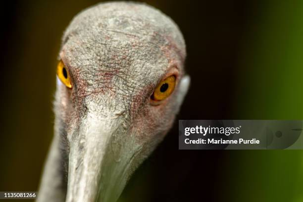 australia's crane: the brolga - grus rubicunda stock pictures, royalty-free photos & images