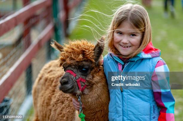 alpaca with a girl - alpaca stock pictures, royalty-free photos & images