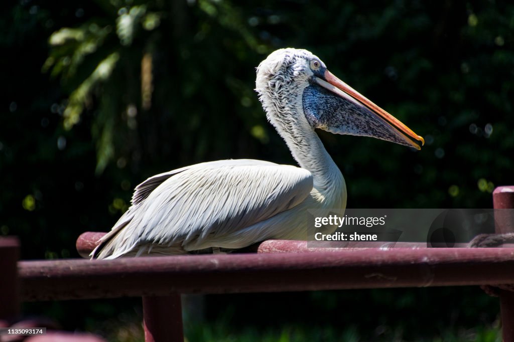 Pelican