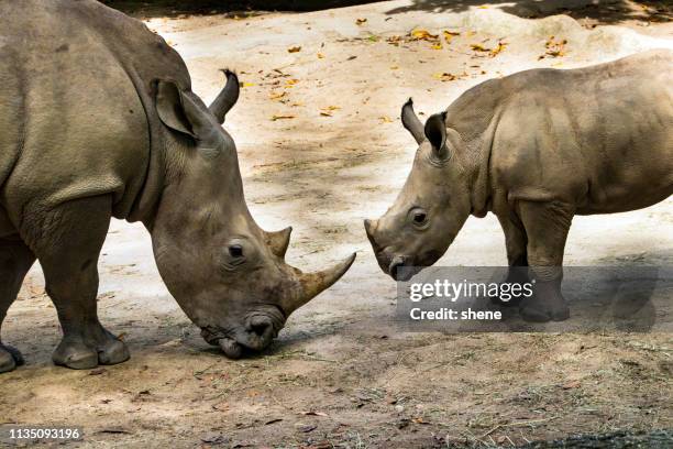 rhinoceros - micro zoo stock pictures, royalty-free photos & images