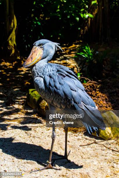 balaeniceps rex (shoebill) - shoebilled stork fotografías e imágenes de stock