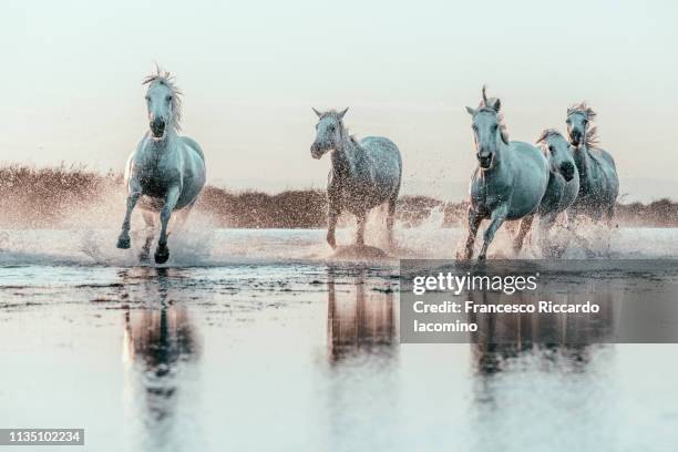 wild white horses of camargue running in water - rebeldia fotografías e imágenes de stock
