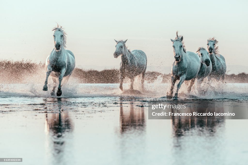 Wild White Horses of Camargue running in water