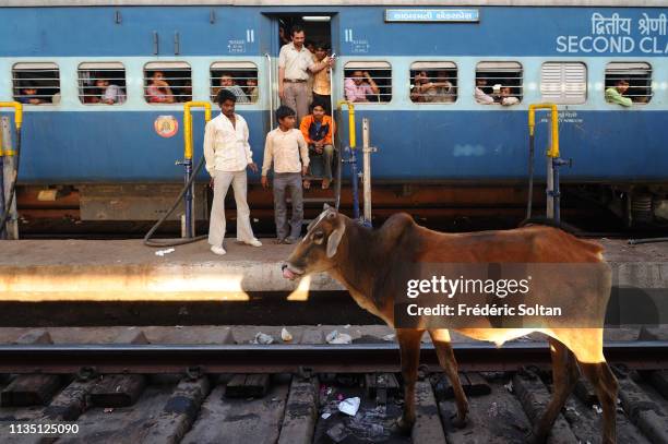Cow Express Train 1,201 Cow And Trains Stock Photos, High-Res Pictures, and Images ...