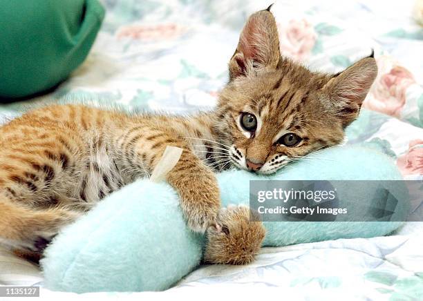 Nine-week-old male Bobcat plays with a toy at the July 19, 2002 at the San Francisco Zoo in San Francisco, California. The unnamed cat will become...