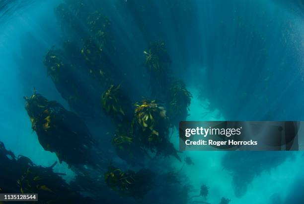 a champion female freediver exploring a kelp forest underwater off cape town. - meeresalge stock-fotos und bilder