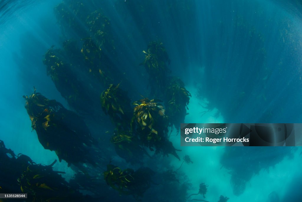 A champion female freediver exploring a kelp forest underwater off Cape Town.