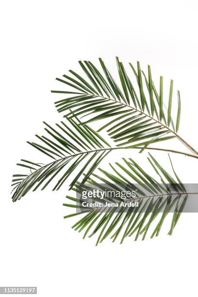 palm leaves on white background, palm leaf white background, palm tree, tropical leaf, tropical tree, tropical plant - frond stock pictures, royalty-free photos & images