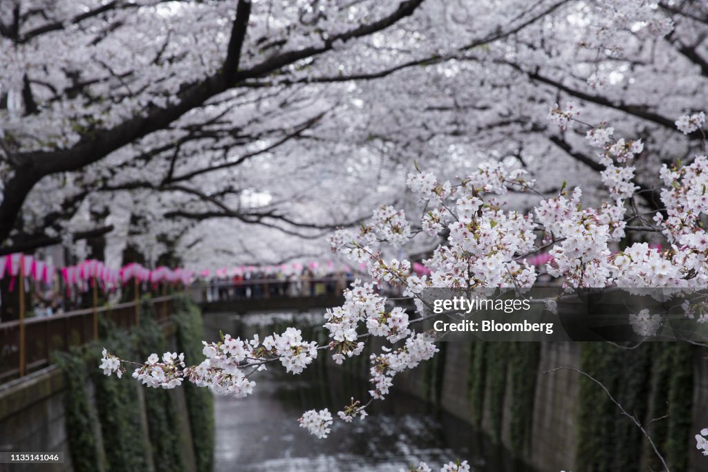 Cherry Blossom Viewing Grows Global Appeal