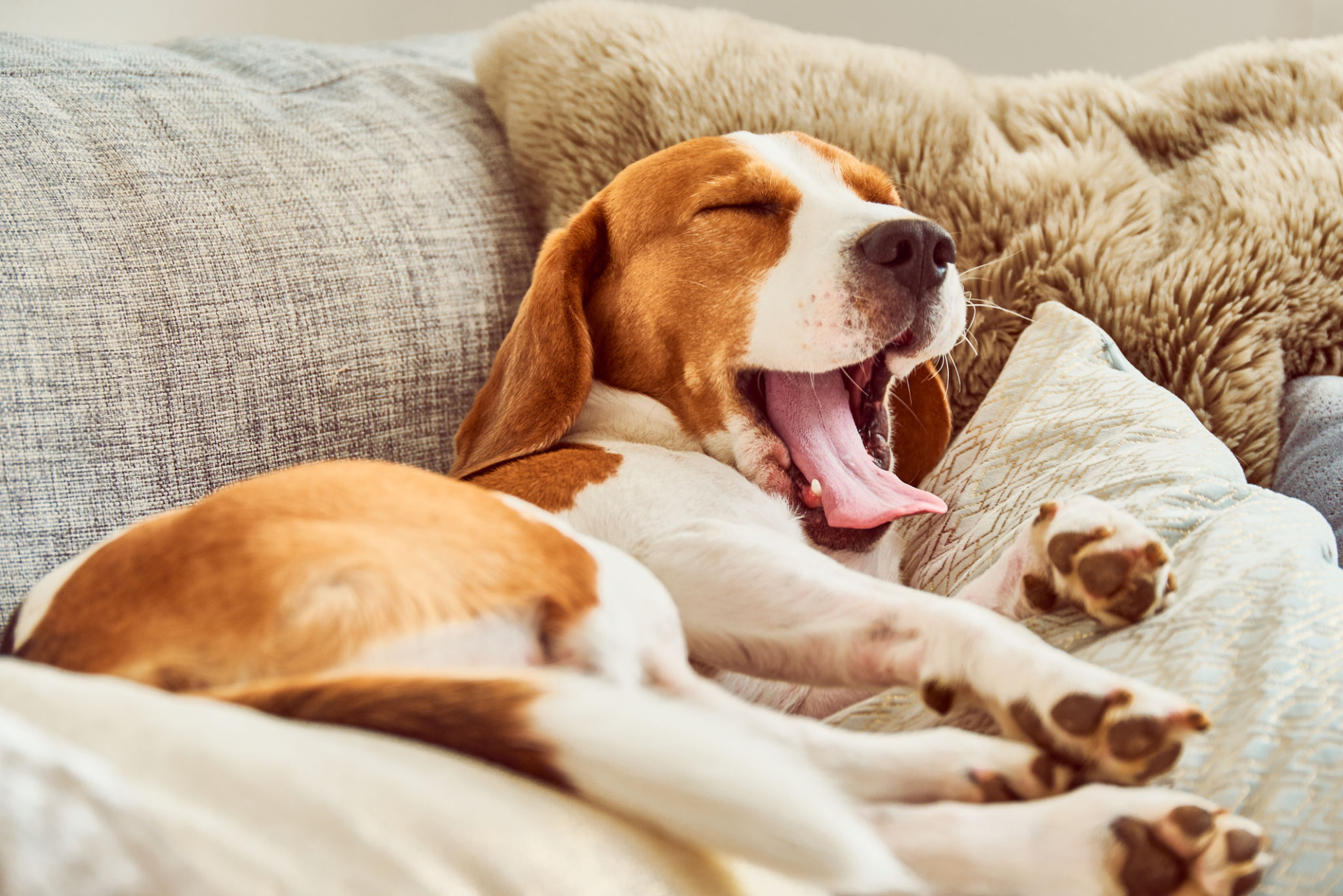 dog tired