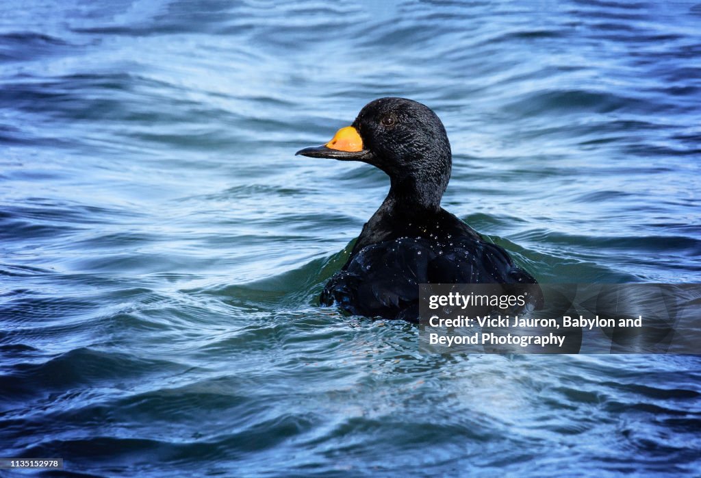 Beautiful Black Scoter in Blue Water at Robert Moses State Park
