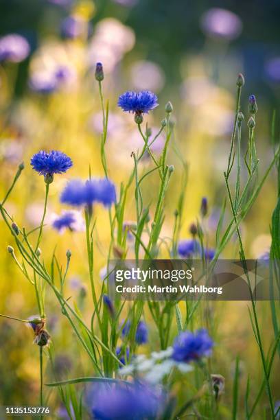 summer flowers meadow in the morning - meadow flowers stock pictures, royalty-free photos & images