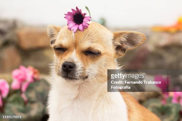 dog in spring - chihuahua dog stockfoto's en -beelden