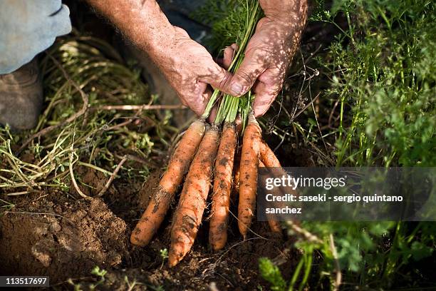 carrot harvest - carrot fotografías e imágenes de stock