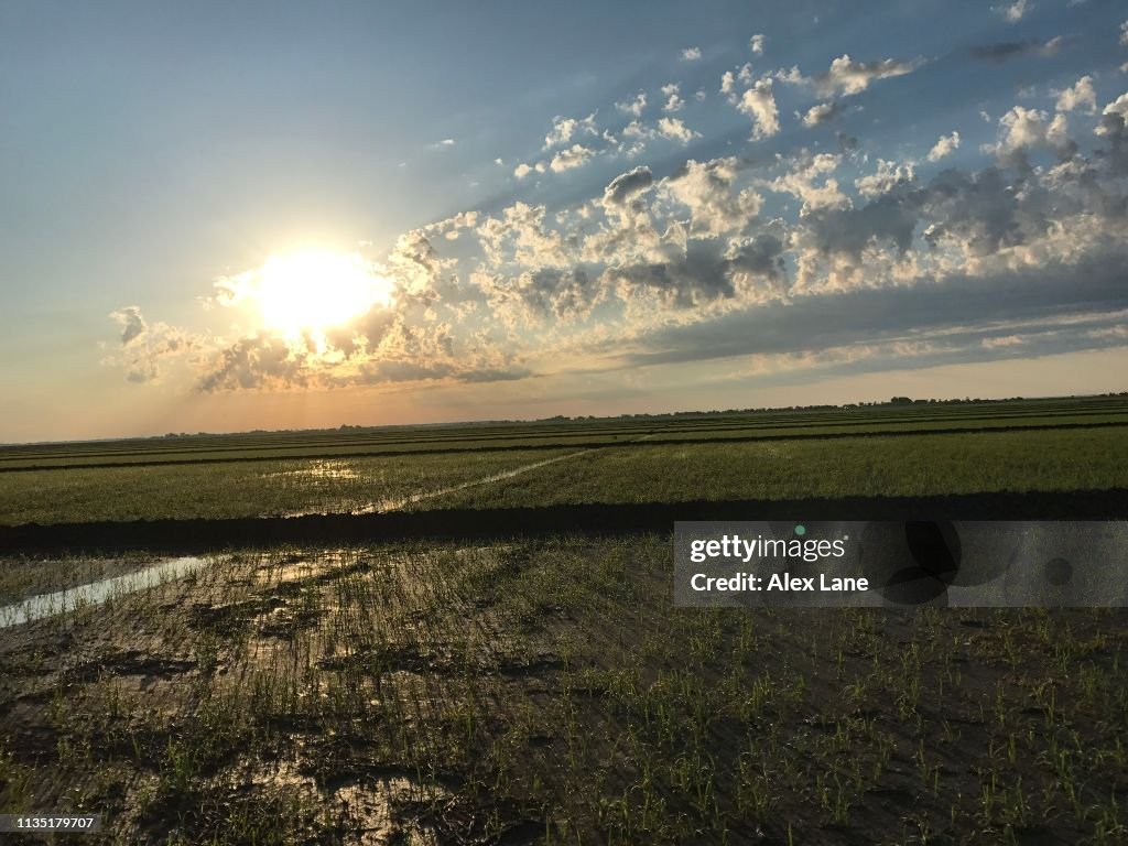 Early Rice Field Early Morning Rice Field High-Res Stock Photo - Getty Images