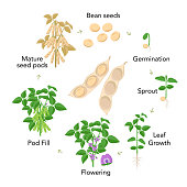 Soybean plant growth stages infographic elements in flat design. Planting process from seeds, sprout to ripe vegetable, soya bean life cycle isolated on white background, vector stock illustration.