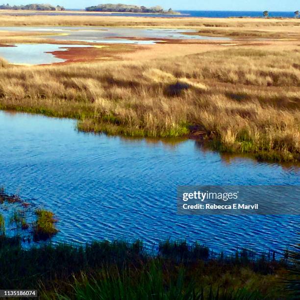 coastal wetland in st. marks, florida - st marks wildlife refuge stock pictures, royalty-free photos & images