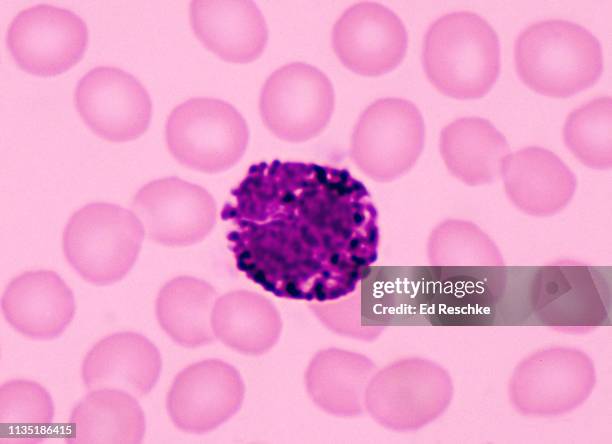 basophil-- white blood cells (or leukocyte) and red blood cells, 500x - anticoagulant - fotografias e filmes do acervo