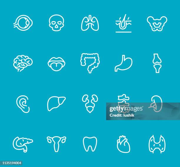 ilustraciones, imágenes clip art, dibujos animados e iconos de stock de órgano interno-conjunto de iconos de línea - colon