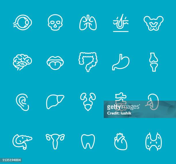internal organ - line icon set - human pancreas stock illustrations